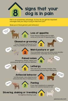 an info poster with different types of dogs