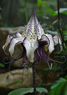 a purple and white flower in the middle of some leaves