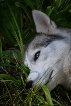 a close up of a dog laying in the grass