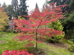 Buy Acer palmatum dissectum 'English Lace' Japanese Maple — Mr Maple │ Buy Japanese Maple Trees Acer Palmatum Dissectum, Maple Trees, Japanese Maple Tree, Acer Palmatum, Maple Tree, Japanese Maple, Investment, Trees, Yard