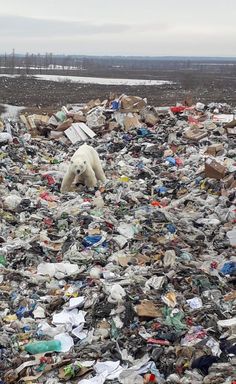 a polar bear walking through a pile of trash in the middle of an open field