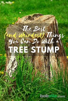 the best and weirdest things you can do with a tree stump