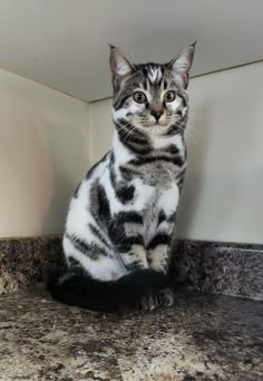 a black and white cat sitting on top of a counter