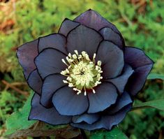 a blue flower with white stamen in the center