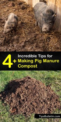 two pigs digging in the dirt with text overlay reading incredible tips for making pig manure compost