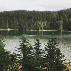 a lake surrounded by pine trees in front of a forest