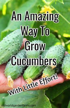 cucumbers growing in the garden with text that reads an amazing way to grow cucumbers with little effort