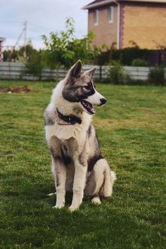 a husky dog sitting on the grass in front of a house and looking off into the distance