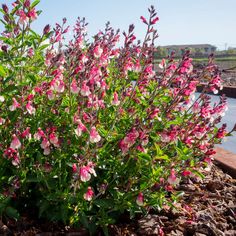 pink flowers blooming in the middle of a flower bed near a body of water