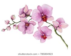 three pink orchids on a white background