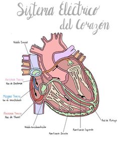 diagram of the human heart and its major vessels, including the ventrical system