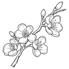 a branch with flowers that are blooming in the spring coloring pages for adults and kids