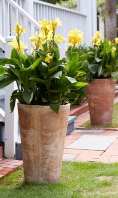 three potted plants sitting on top of a grass covered ground next to a white fence