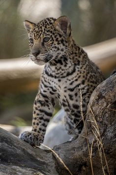 a baby leopard standing on top of a tree branch