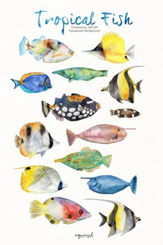 a watercolor painting of tropical fish on a white background with the words tropical fish