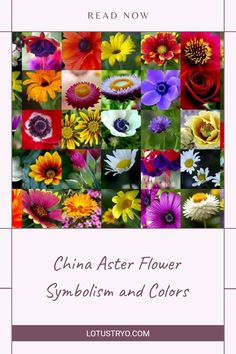 an image of flowers with the words china aster flower symbol and colors