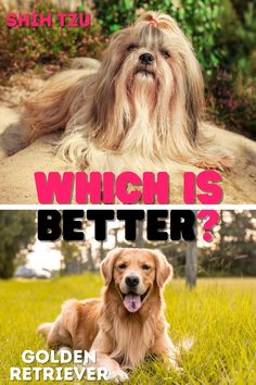 Will it be the charming and compact Shih Tzu or the majestic and friendly Golden Retriever that comes out on top? We will find out in this video of Shih Tzu Care. Golden Retriever