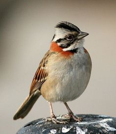 a small bird sitting on top of a rock next to a gray wall with white and red markings