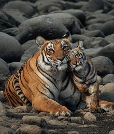 two tigers are sitting on some rocks and one is rubbing its head against the other