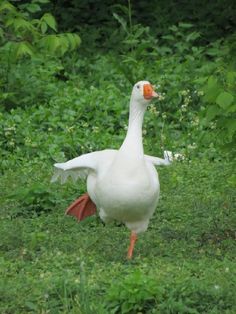 a white goose standing on top of a lush green field