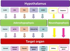 the structure of an organ and its functions in each other's life cycle, including hypothalamuss, adrenophyphasis, neuroph