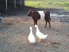 two geese and a cow standing in the dirt