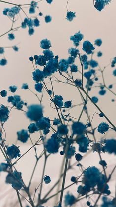 blue flowers are in the foreground with snow on the ground and sky in the background