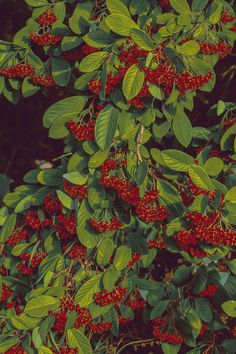 a bush with red berries and green leaves