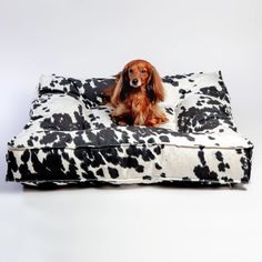 a long haired dog sitting on a black and white cow print dog bed that is made out of fleece