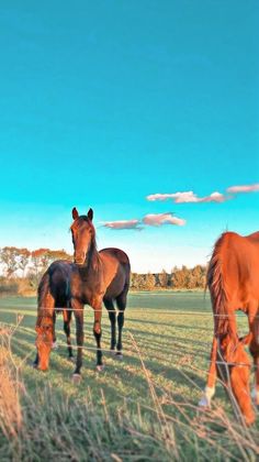 three horses are standing in the grass near each other on a sunny day with blue skies