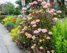 a garden filled with lots of flowers next to a sidewalk