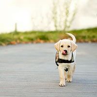 a dog walking down the street with its tongue out