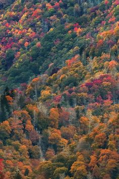 colorful trees are on the side of a mountain