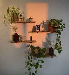 three wooden shelves with plants on them against a white wall in the sunlight, one shelf is filled with potted plants