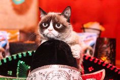 a cat is sitting on top of a sombrero and looking at the camera