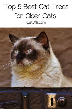 a siamese cat with the title top 5 best cat trees for older cats