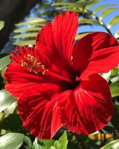 a large red flower with green leaves in the foreground and blue sky in the background