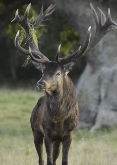 a large elk standing on top of a grass covered field