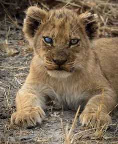 a small lion cub laying on the ground