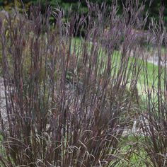 some purple plants are growing in the grass