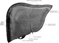 Liver from Front | ClipArt ETC Endocrine System, The Liver, Clip Art