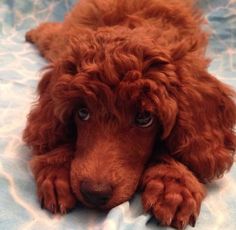 a close up of a dog laying on a bed