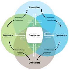 a diagram showing the stages of life cycle