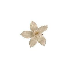 a white flower on a white background