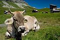 two cows laying down in the grass on a hill side with other cows behind them