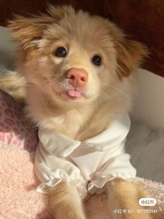 a small brown dog wearing a white shirt on top of a pink blanket with its tongue out