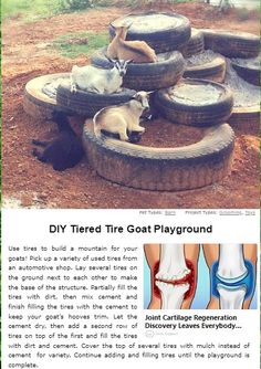 an article about how to use tire treads as playground equipment for dogs and cats