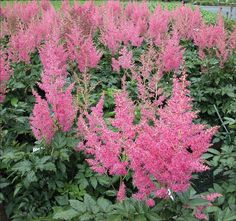 pink flowers are blooming in the garden next to green grass and trees on either side