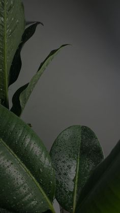 a green plant with water droplets on it's leaves in front of a gray background