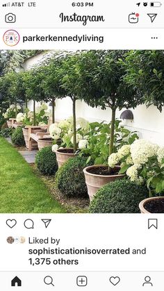 there are many potted plants lined up on the side of this building with white flowers in them